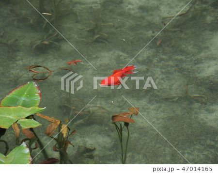 モネの池の金魚 47014165