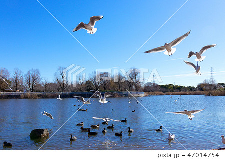 舎人公園の池とカモメ、カモなど 47014754