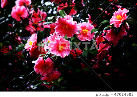 椿　沖の浪の花 47014983