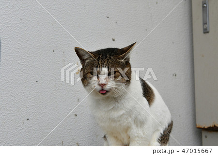 猫・野良猫・茶色・白・ボス・舌・オス・十二月 47015667