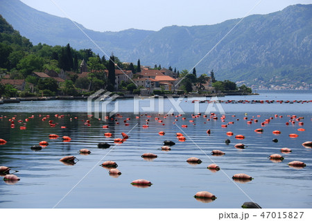モンテネグロ 要塞に囲まれた中世海洋都市コトル モンテネグロ 要塞に囲まれた中世海洋都市コトル 47015827