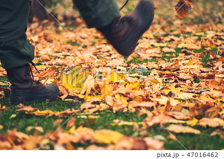 Yellow autumn Maple leaves on green grass 47016462