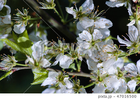 Blossoming apple branch in the spring garden Blossoming apple branch in the spring garden 47016500