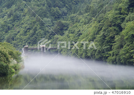 朝霧の板取川の白谷ダム 朝霧の板取川の白谷ダム 47016910