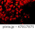 紅葉 47017075