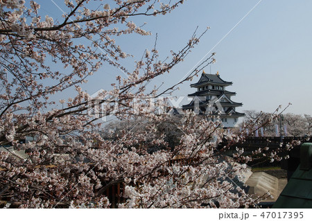 桜咲く岐阜墨俣の一夜城 47017395
