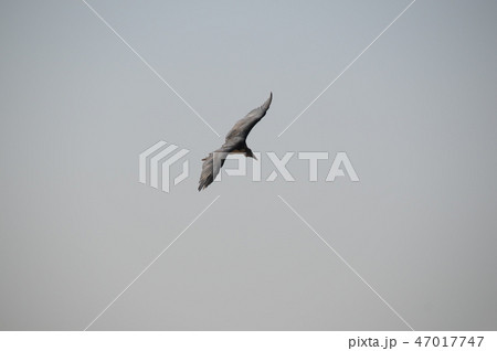 ケニア、マサイマラ、バルーンサファリ、アフリカハゲコウ 47017747