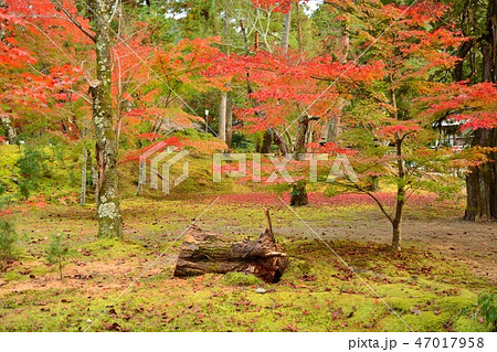 京都 南禅寺の紅葉 京都 南禅寺の紅葉 47017958