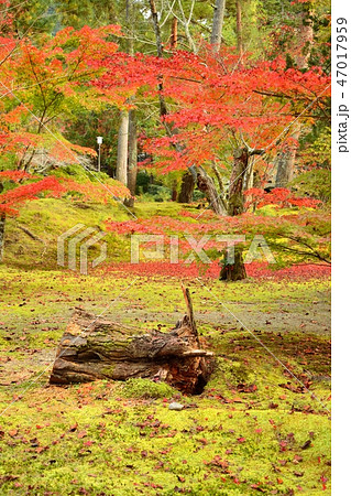 京都 南禅寺の紅葉 47017959