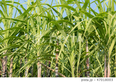 Sugarcane plants in growth under blue sky 47018003