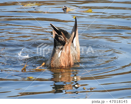 マガモの逆立ち採餌 47018145