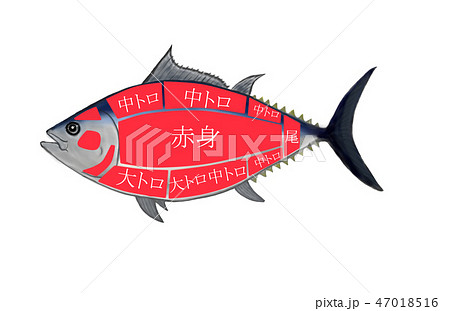 マグロの部位図 マグロの部位図 47018516