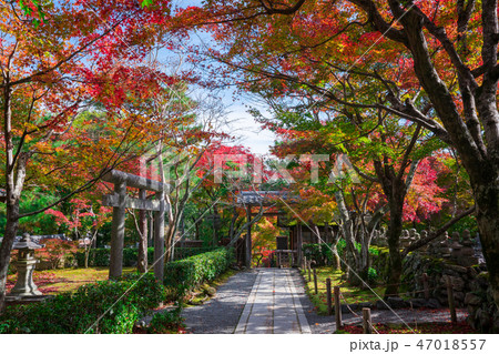京都　化野念仏寺（あだしのねんぶつじ）の紅葉　　　 47018557