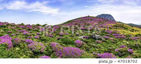 山 漢拏山 花 47018702