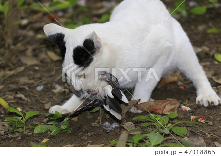 Cat are hunting and eating bird in the woods. 47018865