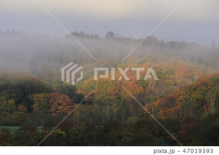 朝霧(北海道陸別町) 朝霧(北海道陸別町) 47019393