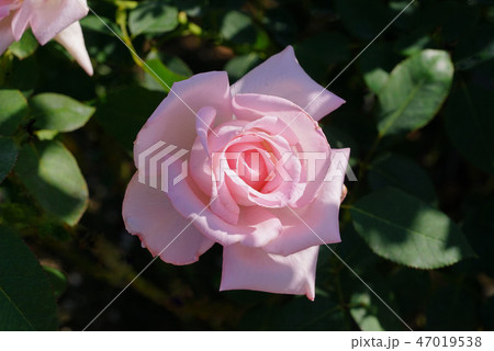 バラ 花嫁 バラ 花嫁 47019538