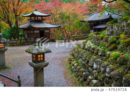 京都 愛宕念仏寺(おたぎねんぶつじ)の千二百羅漢と紅葉 京都 愛宕念仏寺(おたぎねんぶつじ)の千二百羅漢と紅葉 47019728