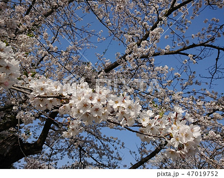 満開の桜と青空 満開の桜と青空 47019752