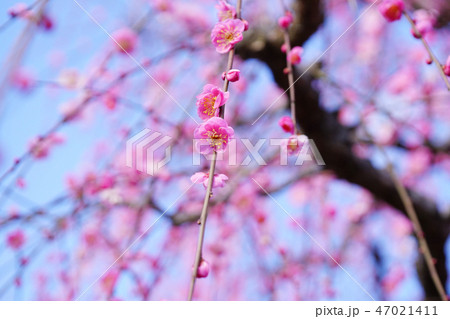 梅の花 梅の花 47021411