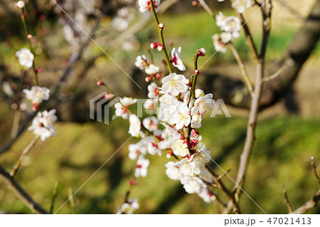 梅の花 47021413