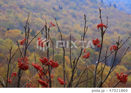 奥志賀の紅葉とナナカマドの実 47021860
