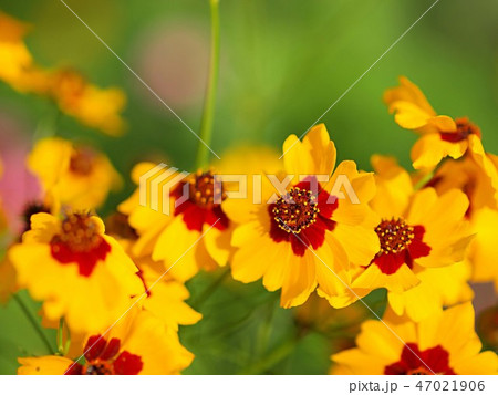 ハルシャギクの花 ハルシャギクの花 47021906