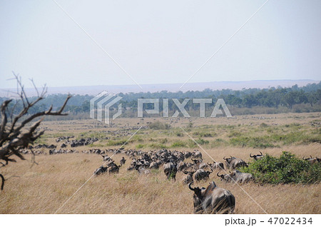 ケニア、マサイマラ、バルーンサファリ、ヌーの大群 47022434