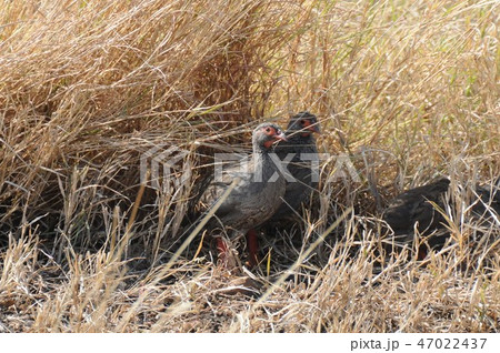 ケニア、マサイマラ、バルーンサファリ、ハゲノドシャコ 47022437