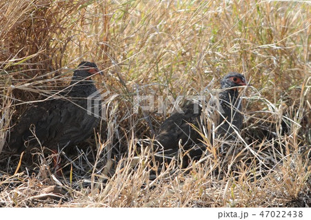 ケニア、マサイマラ、バルーンサファリ、ハゲノドシャコ 47022438