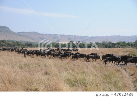 ケニア、マサイマラ、バルーンサファリ、ヌーの大群 47022439