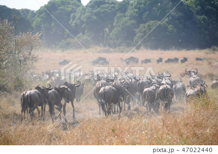 ケニア、マサイマラ、バルーンサファリ、ヌーの大群 47022440