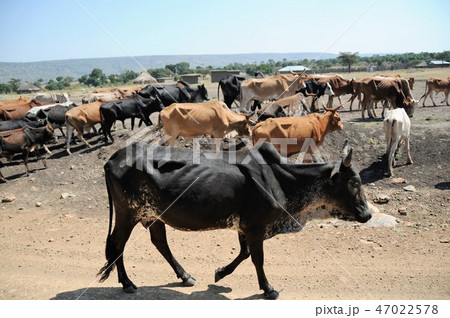 ケニア、マサイマラ、サファリ、牛の群れ 47022578