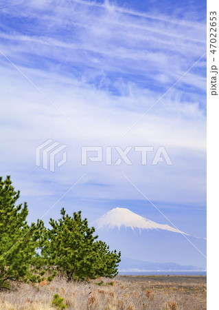 富士山と三保の松原、静岡県静岡市清水区三保海岸にて 富士山と三保の松原、静岡県静岡市清水区三保海岸にて 47022653