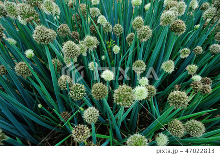 Green spring onion flowering at vegetable garden 47022813