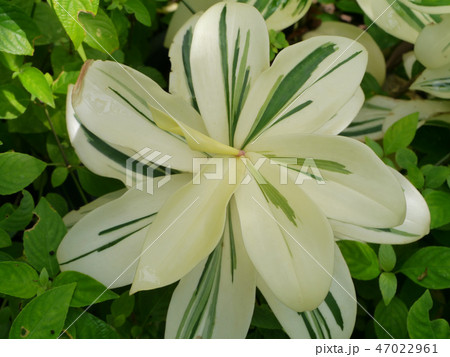 Indian Head Ginger Indian Head Ginger 47022961