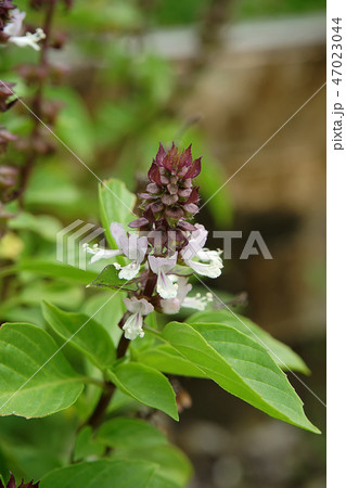 Close up Sweet Basil flower with leaves. 47023044