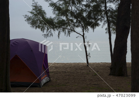 tent under the pine tree on the beach 47023099