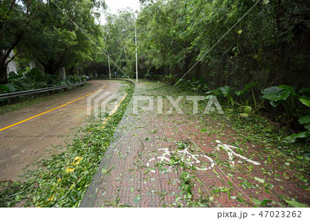 Broken tree fall down,damages after super typhoon Broken tree fall down,damages after super typhoon 47023262