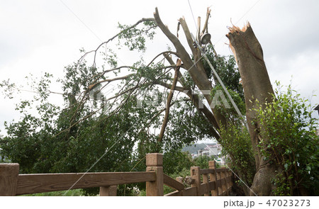 Broken tree fall down block the road after typhoon 47023273