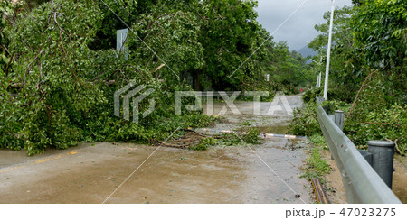 Broken tree fall down block the road after typhoon 47023275