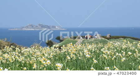 軍艦島とスイセン 47023400