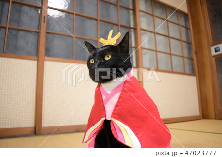 コスプレをしている黒猫の写真(お雛様) コスプレをしている黒猫の写真(お雛様) 47023777
