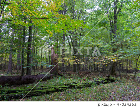 Trees in natural stand of Bialowieza Forest 47024263