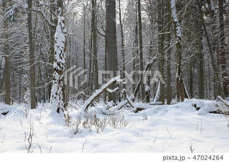 Trees snow wrapped blizzard after 47024264