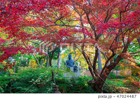 京都 栄摂院(えいしょういん)の紅葉 京都 栄摂院(えいしょういん)の紅葉 47024487