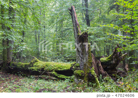 Big old hornbeam broken moss wrapped 47024606