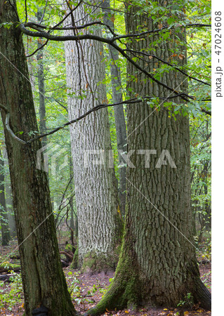 Monumental oak trees of Bialowieza Forest 47024608