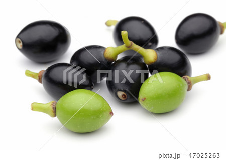 Black and green laurel berries Black and green laurel berries 47025263