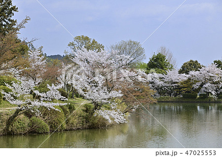 大沢池と桜 47025553